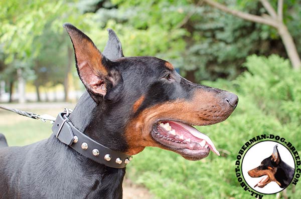 Strong leather decorated collar for Doberman