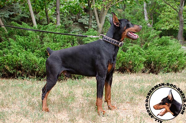 Handcrafted spiked Doberman leather collar