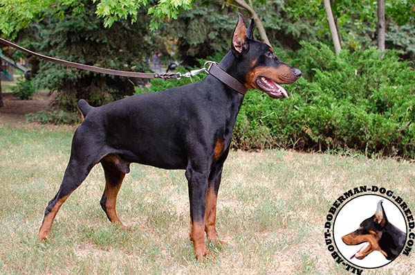 Classic design leather collar for Doberman  