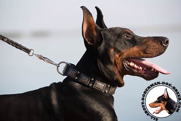 Fancy leather collar for training and walking 