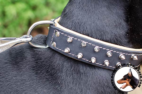 Nappa padded leather collar with decorations for Doberman 