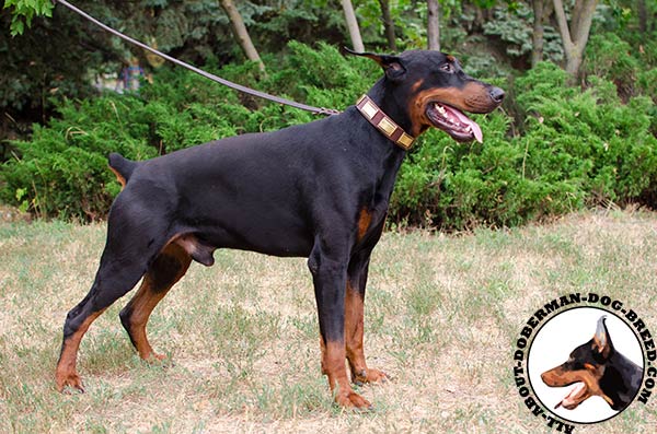 Leather Doberman collar for any activities