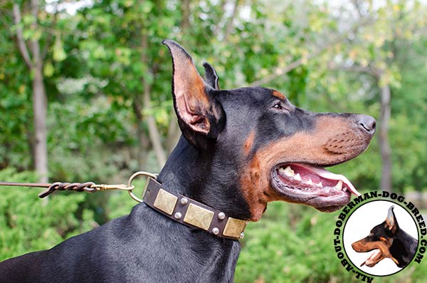 Fancy Doberman leather collar for everyday use