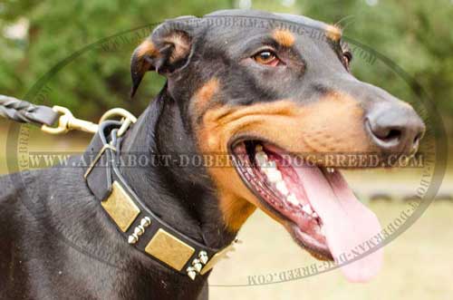 Stylish leather Doberman collar for everyday walks