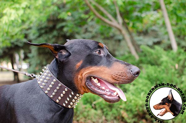 Walking leather collar for Doberman Breed