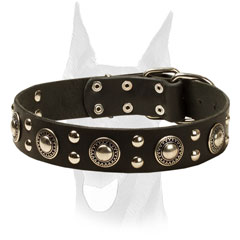 Doberman collar with silver-like conchos and studs
