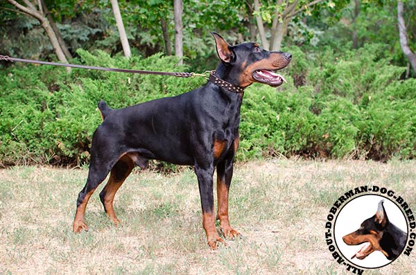 Handmade leather Doberman collar with studs