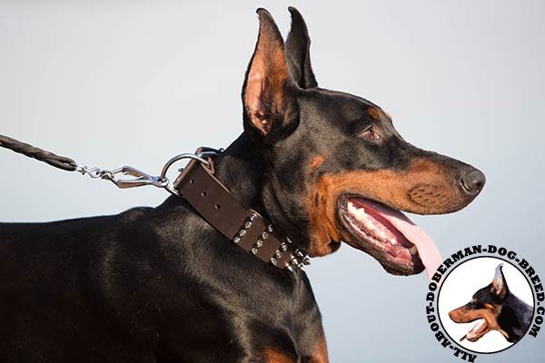 Stylish walking Doberman leather collar