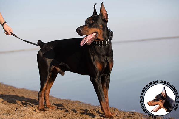 Stylish decorated leather collar for Doberman breed