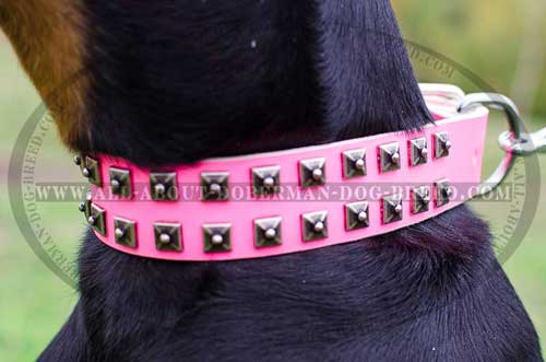 Luxury decorated leather collar with two rows of studs 