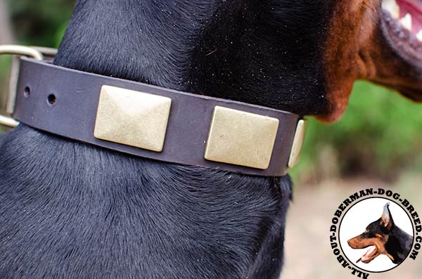 Leather Doberman collar with nickel plates