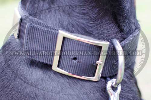 Nylon Doberman collar with plates