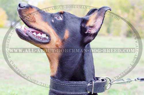 Extra wide padded Doberman collar