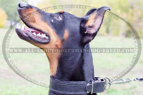 Extra wide padded Doberman collar