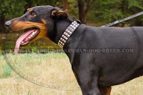 Decorated leather Doberman collar