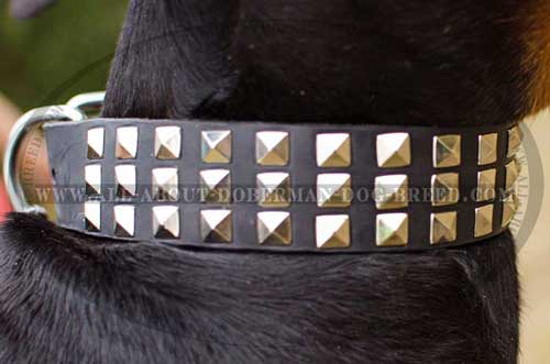 Shiny pyramids for leather Doberman collar