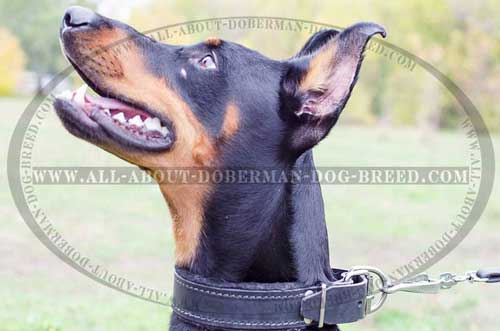 Leather Doberman collar for obedience training