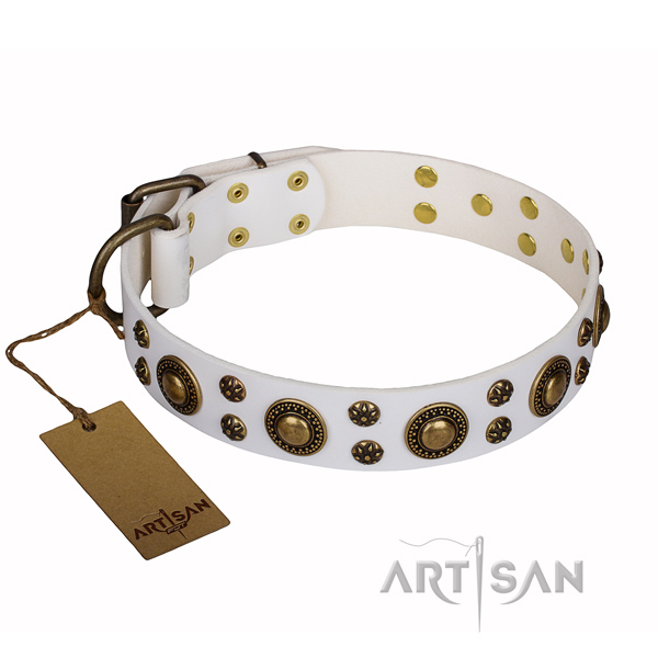 Stylish leather collar for your favourite four-legged friend