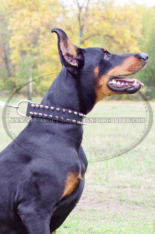 Easy-to-handle nylon Doberman collar with spikes