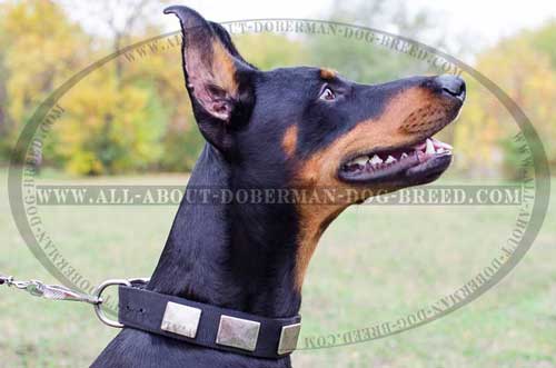 Nylon Doberman collar with nickel plates