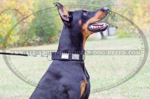 Nylon Doberman collar with silver like plates