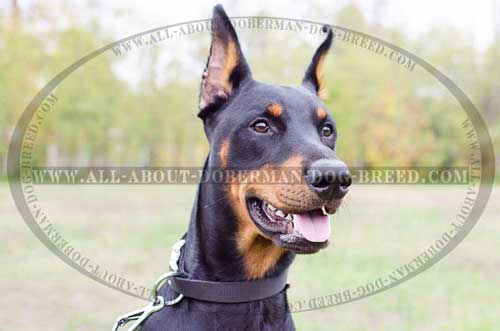 Comfortable and easy-to-wear nylon Doberman collar