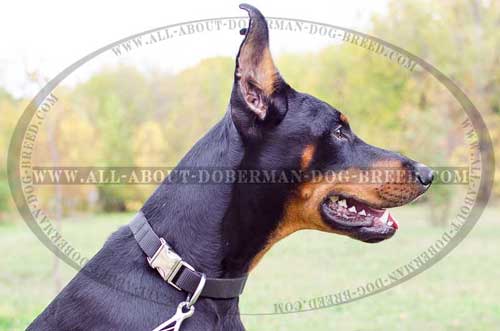 Nylon Doberman collar for easy handling