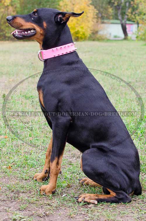 Good fit leather collar for Doberman