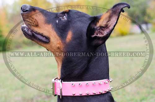 Best quality pink leather Doberman collar