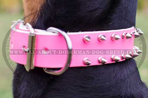 Non-allergic nickel fittings for Doberman collar