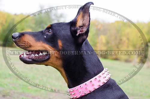 Luxury walking leather Doberman collar 