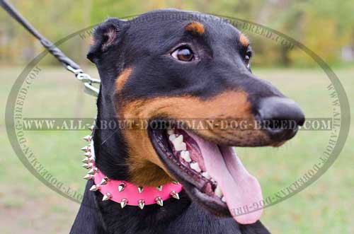 Super durable leather collar for Doberman