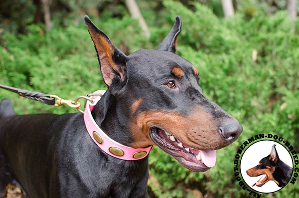 Doberman collar for stylish walking