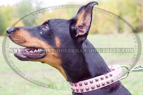 Good looking pink leather Doberman collar