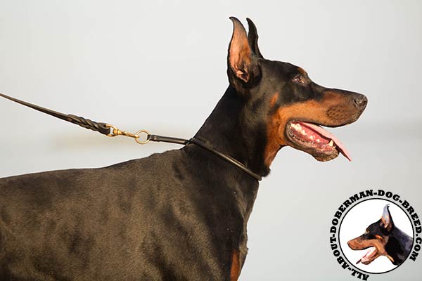 Doberman choke collar for everyday training and walking