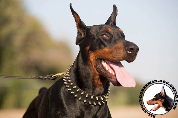 Leather collar for awesome Doberman