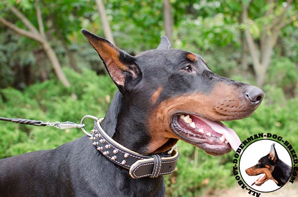 Doberman leather collar with nickel spikes