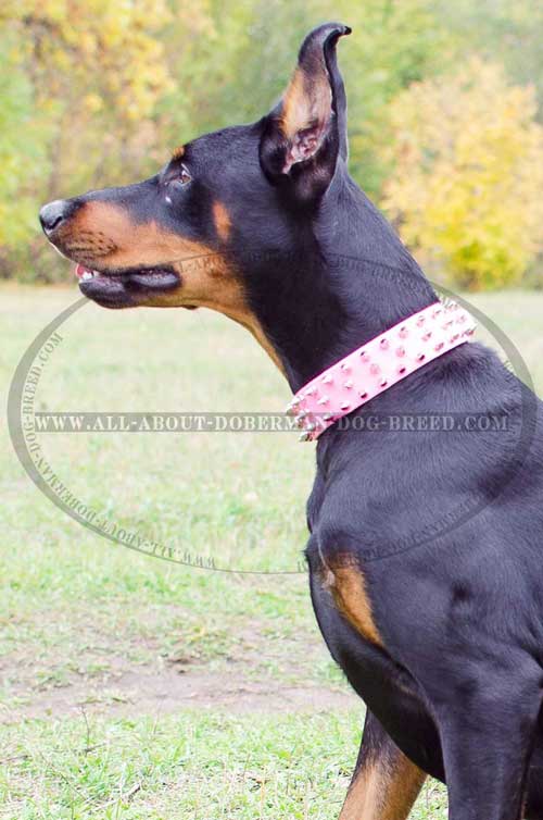 Pink leather Doberman collar for stylish walks