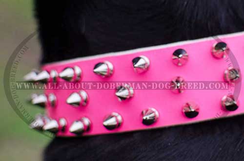 Pink leather Doberman collar with spikes
