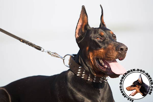 Doberman collar for daily walking and training