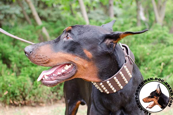 Amazing leather collar with nickel studs