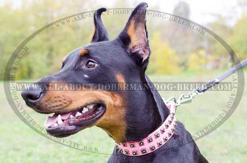 Studded pink Doberman leather collar 