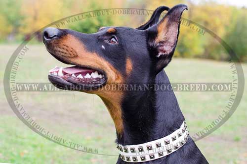 Daily walking white leather Doberman collar 