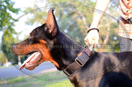 Handmade nylon Doberman collar with a handle