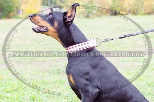Pink Doberman collar for walking