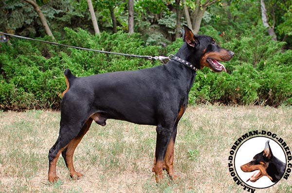 Leather studded collar for Doberman Breed