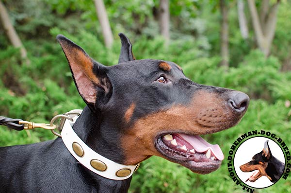 Leather Doberman collar for stylish walking