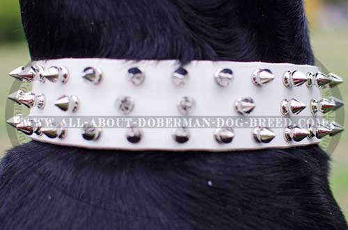 Doberman collar with three rows of shiny spikes