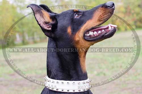 White leather collar for your Doberman