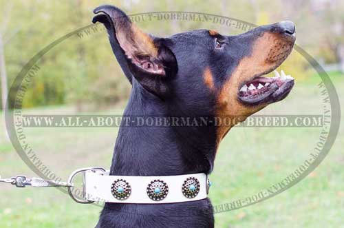White leather Doberman collar with luxury blue stones